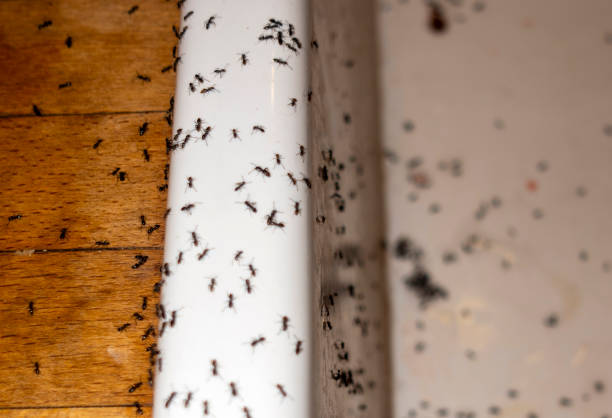 Best Pest Control for Businesses  in Lenwood, CA