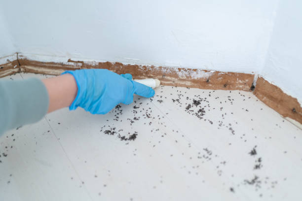 Best Best Pest Control Companies  in Lenwood, CA